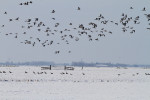 Ganzen in een winters weiland, Arkemheen